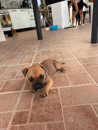 Cuccioli Staffordshire bull terrier (staffy)