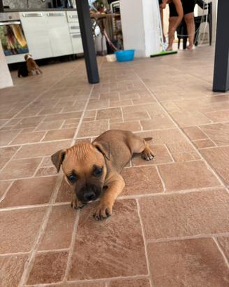 Cuccioli Staffordshire bull terrier (staffy)