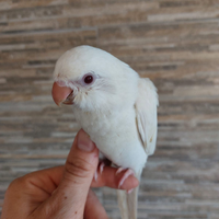 Parrocchetto monaco allevato a mano