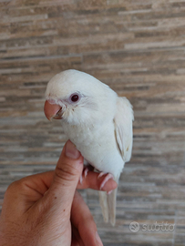 Parrocchetto monaco allevato a mano