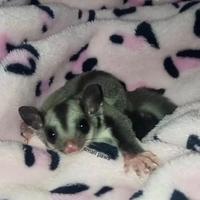 Petauri dello zucchero