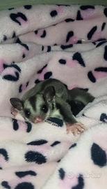 Petauri dello zucchero