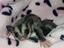 Immagine 1