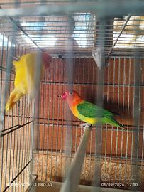 Inseparabili