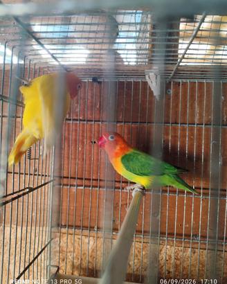 Inseparabili
