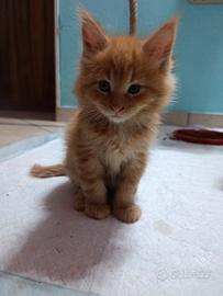 Maine coon