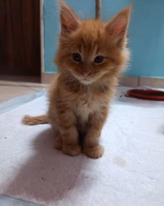 Maine coon