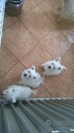 West highland terrier cuccioli