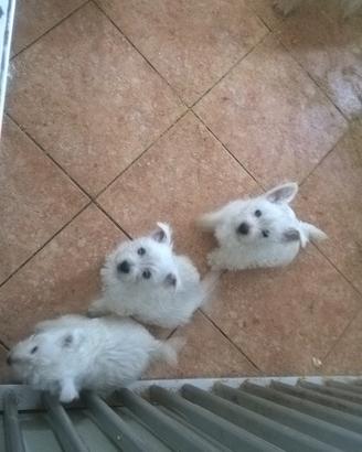 West highland terrier cuccioli