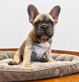 Bulldog francese