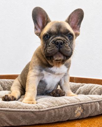 Bulldog francese