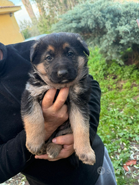 Cuccioli pastore tedesco