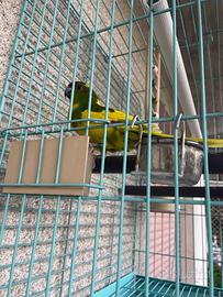 Animali