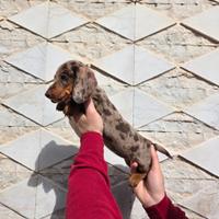 Bassotto arlecchino con pedigree