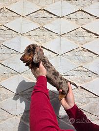 Bassotto arlecchino con pedigree