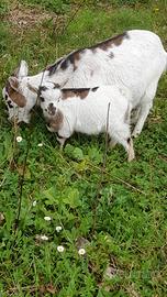 Capretto nano tibetano