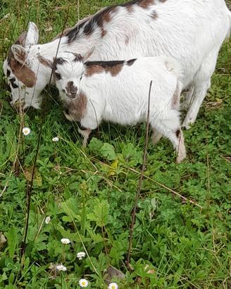 Capretto nano tibetano