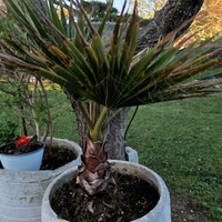 Palma Washingtonia H 90