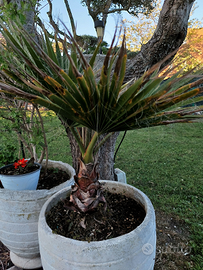 Palma Washingtonia H 90