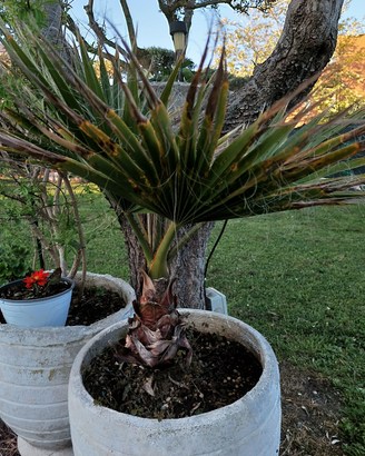 Palma Washingtonia H 90