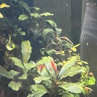 Potature e piante per acquario