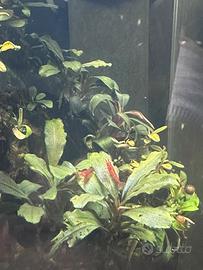 Potature e piante per acquario