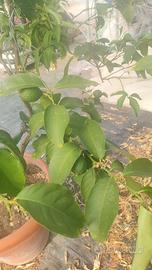 piante di limoni