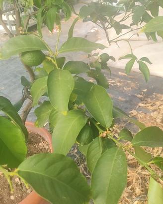 piante di limoni
