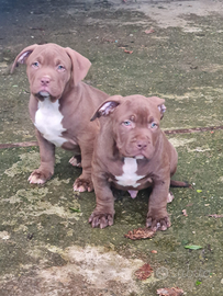 American bully cuccioli XL