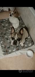 Bulldog francese, chihuahua