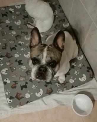 Bulldog francese, chihuahua