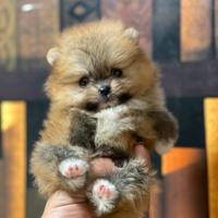 Cuccioli di Pomerania spitz nano
