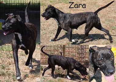 Adozione Zara, manto tigrato e portamento elegante