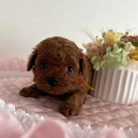 Mini barboncini mini toy asiatici red intenso