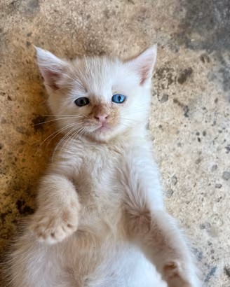 Gattino eterocromatico