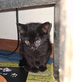 Dolcissima gattina nera