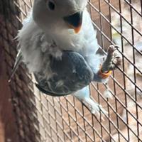 Pulli da imbecco (inseparabili)