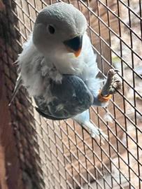 Pulli da imbecco (inseparabili)