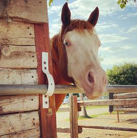 Paint horse