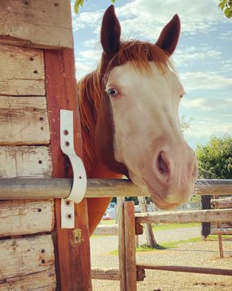 Paint horse