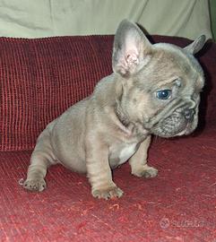 Bulldog francese esotico