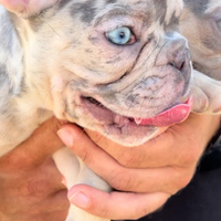 Cuccioli Bulldog francese