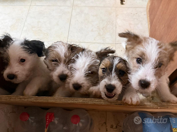 Jack Russel Terrier Broken