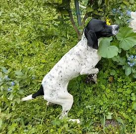 Cucciolo Pointer B.N