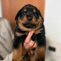 Cucciole rottweiler pedigree
