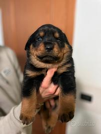 Cucciole rottweiler pedigree