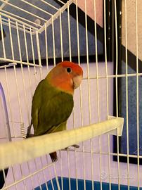 Giovane inseparabile