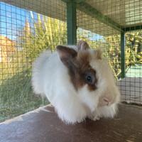 Coniglio nano femmina