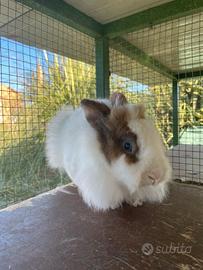 Coniglio nano femmina