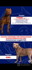 American Pitbul Terrier